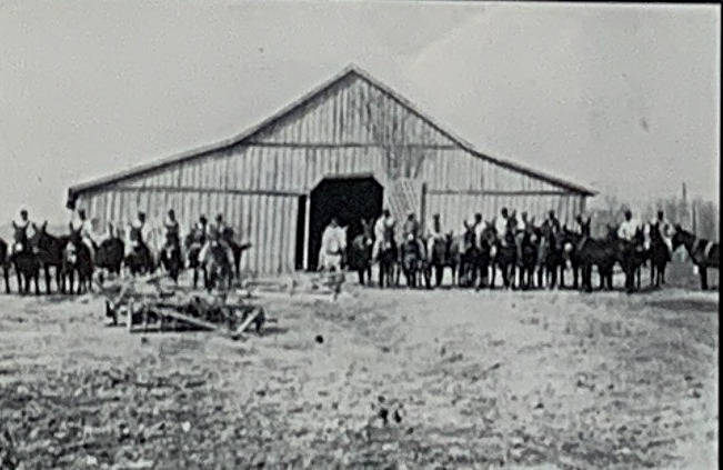 Mule teams at Cummins Prison Farm 1930