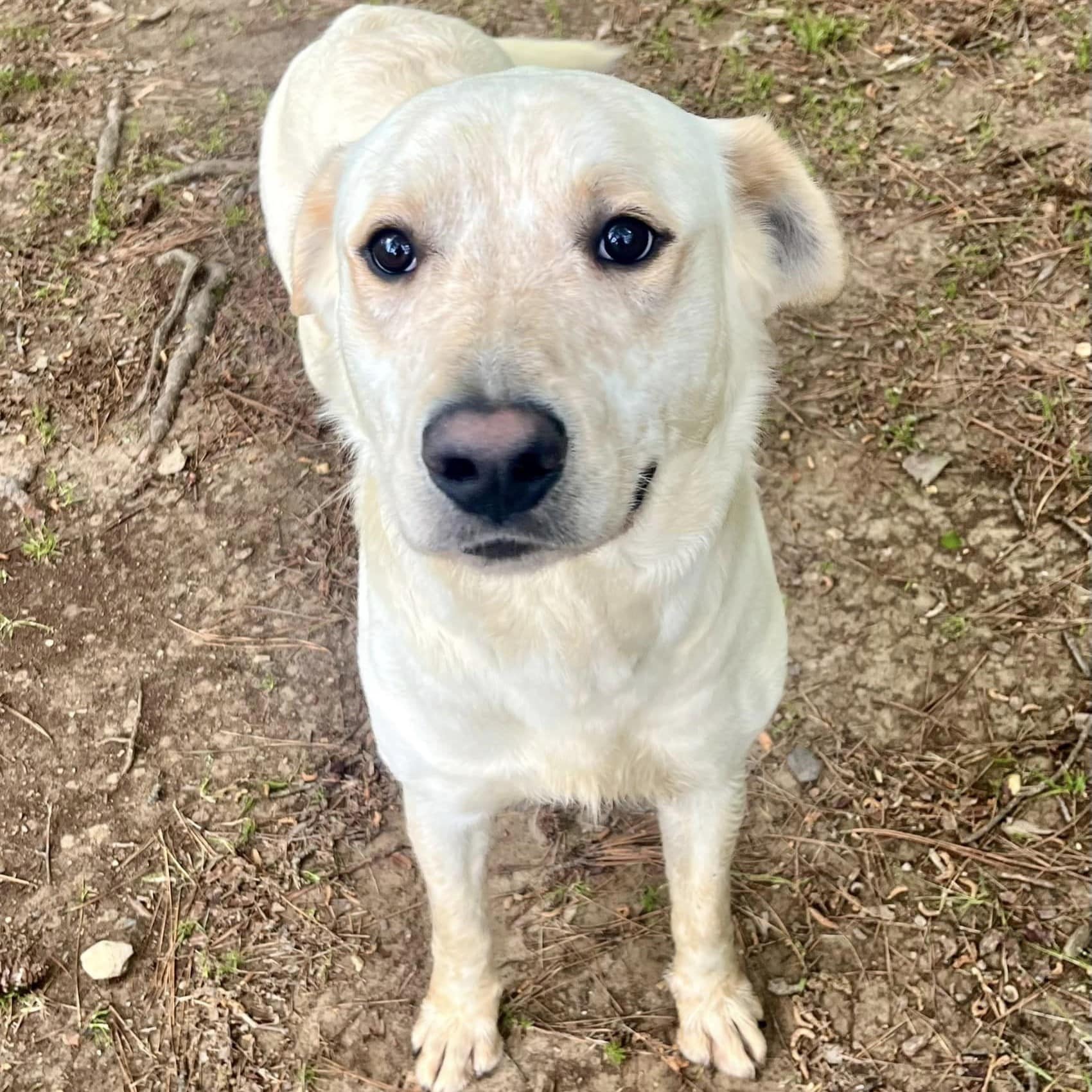 Adoptable AR Paws in Prison Dogs - Arkansas Department of Corrections