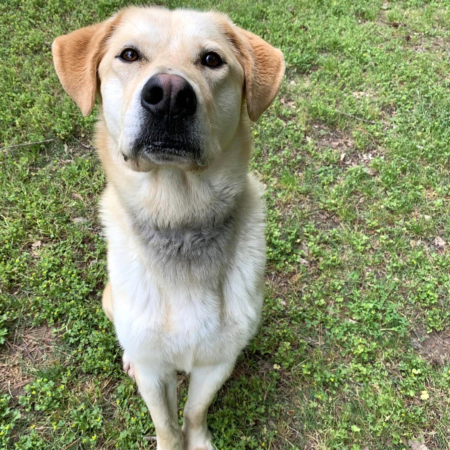 Adoptable AR Paws in Prison Dogs - Arkansas Department of Corrections