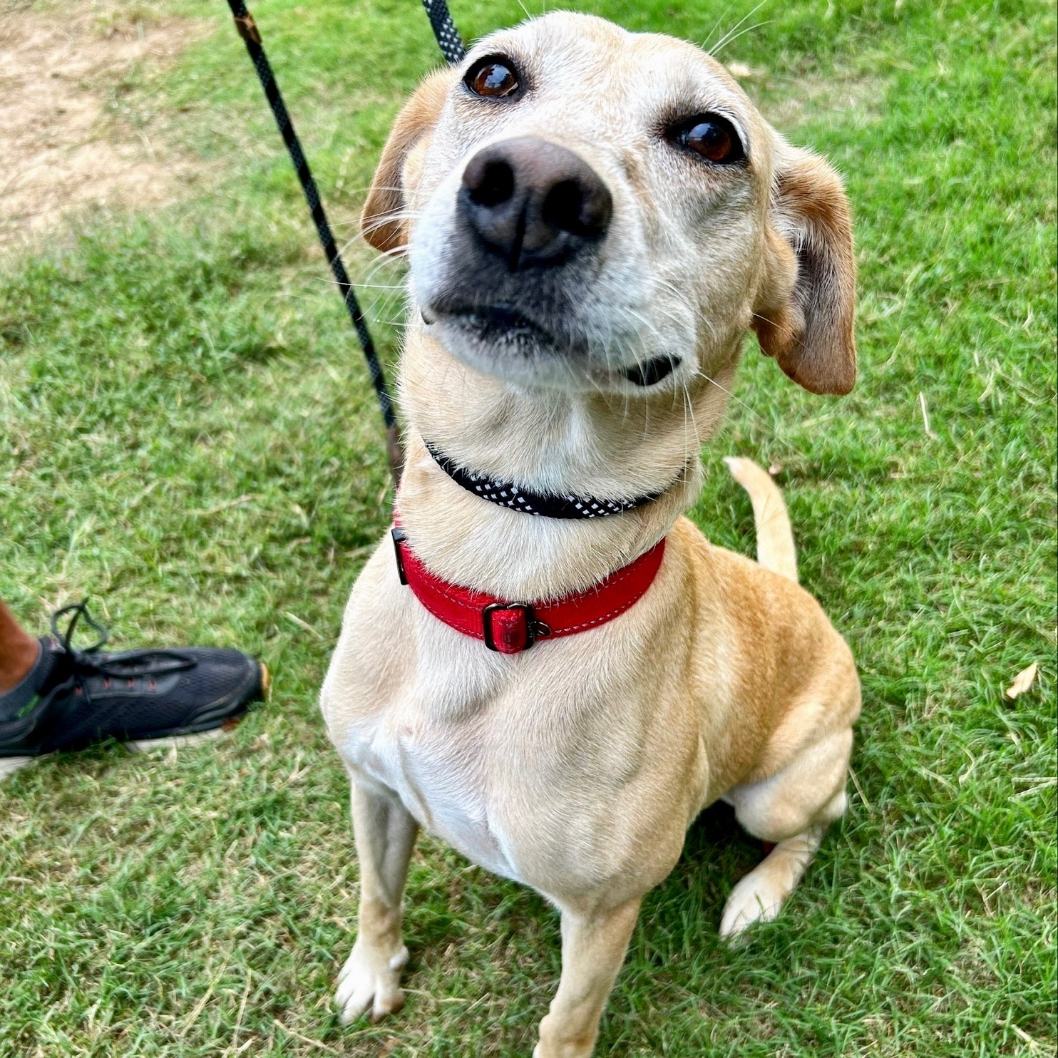 Adoptable AR Paws in Prison Dogs - Arkansas Department of Corrections