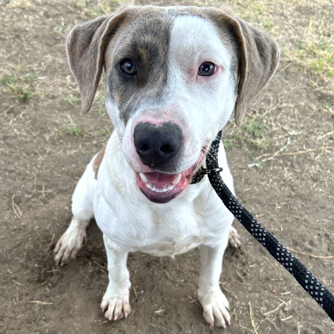 Adoptable AR Paws in Prison Dogs - Arkansas Department of Corrections