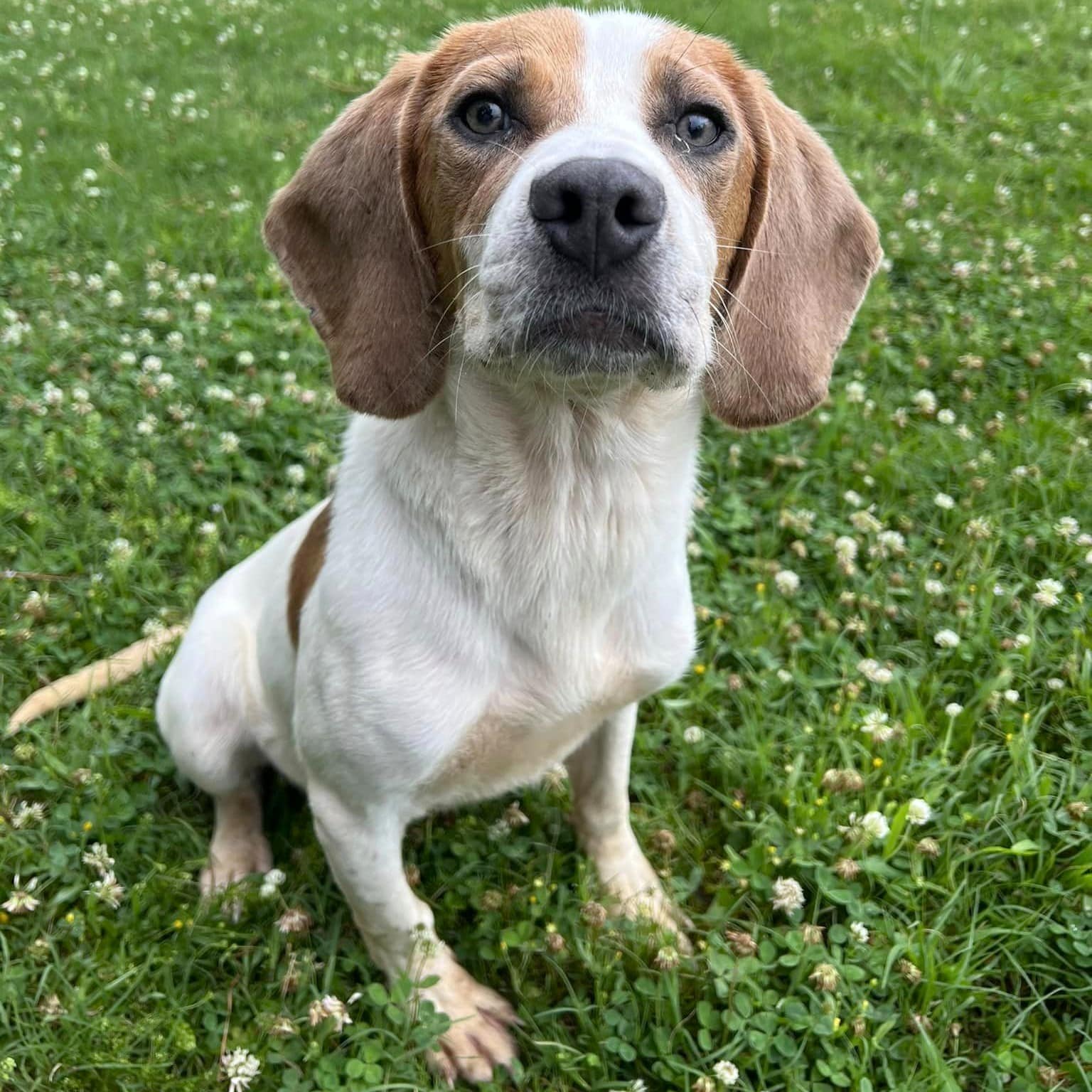 Adoptable AR Paws in Prison Dogs - Arkansas Department of Corrections